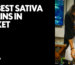 The Best Sativa Strains in Phuket