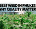 Best Weed in Phuket : Why Quality Matters