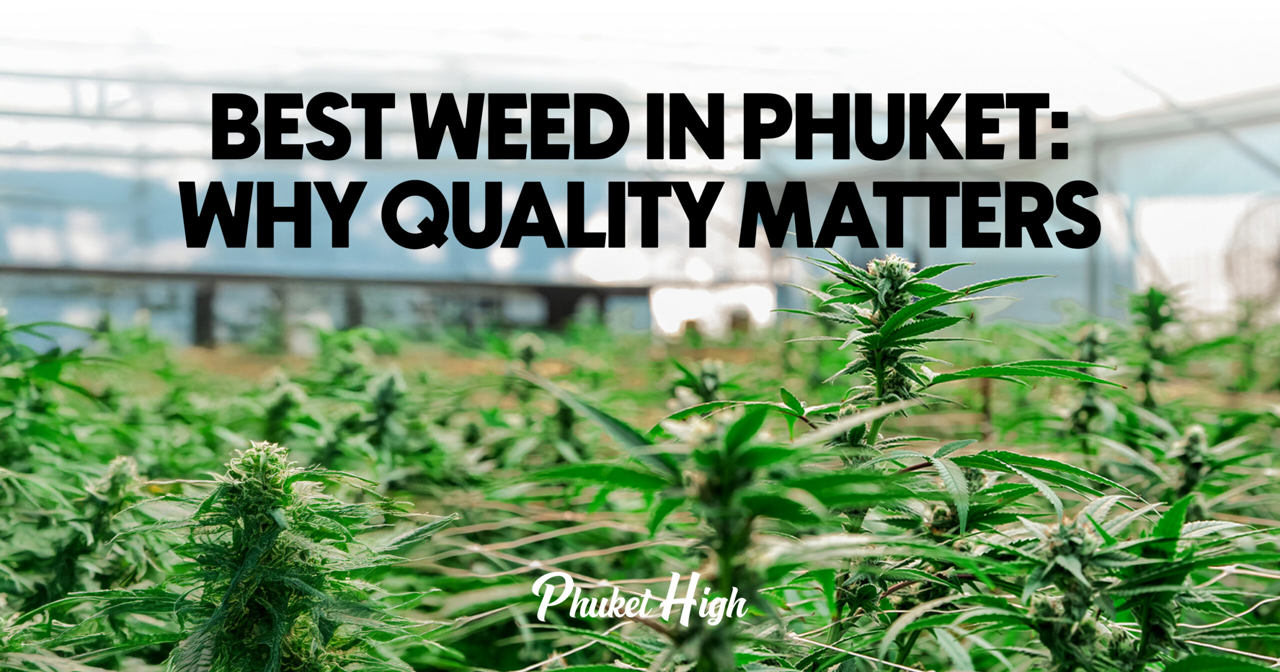 Best Weed in Phuket : Why Quality Matters