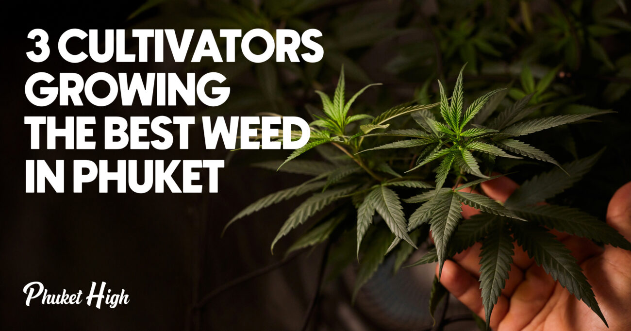 Top 3 Cultivators growing the best weed in Phuket