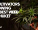 Top 3 Cultivators growing the best weed in Phuket