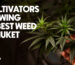 Top 3 Cultivators growing the best weed in Phuket