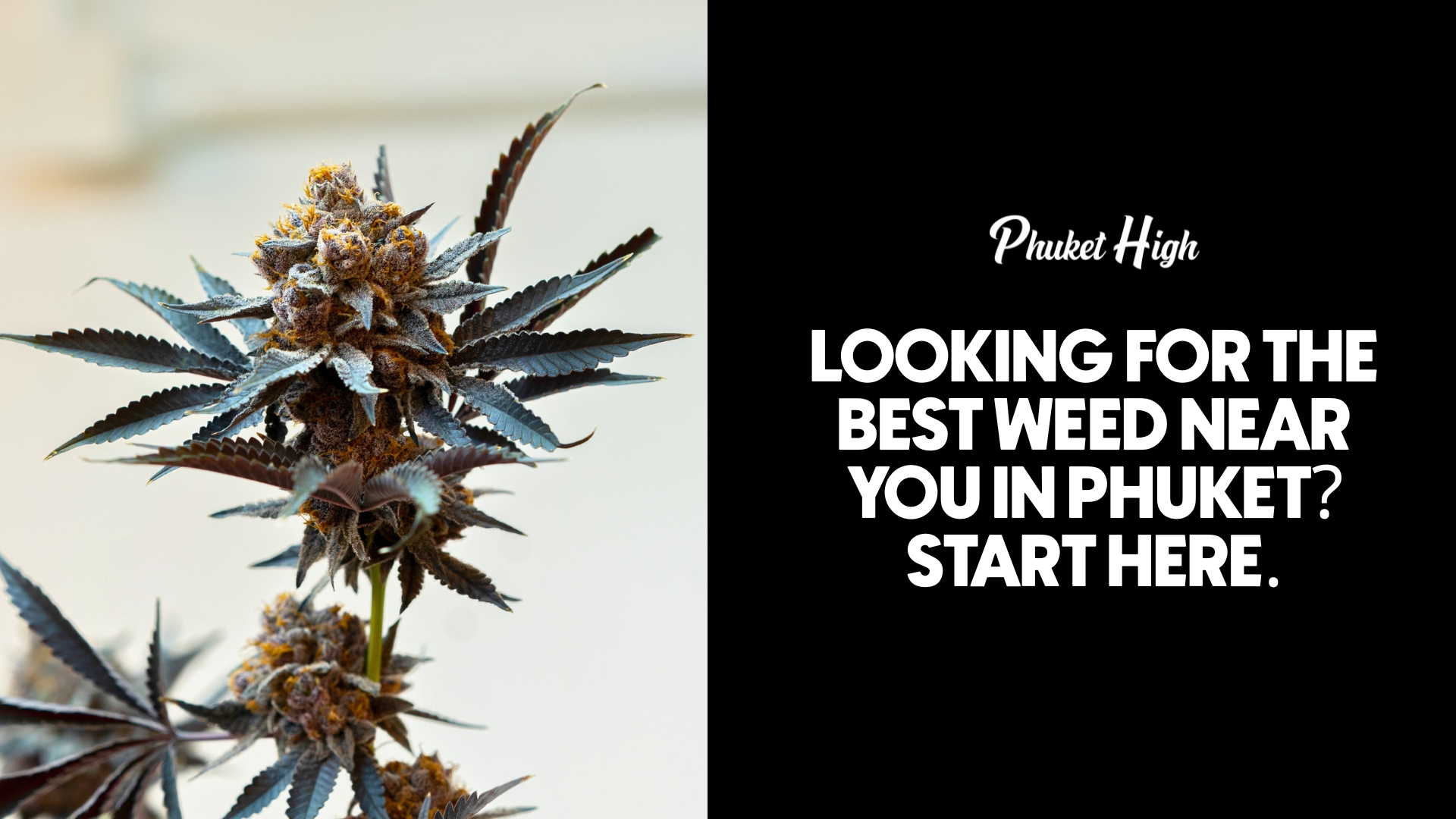 Best weed near you in Phuket