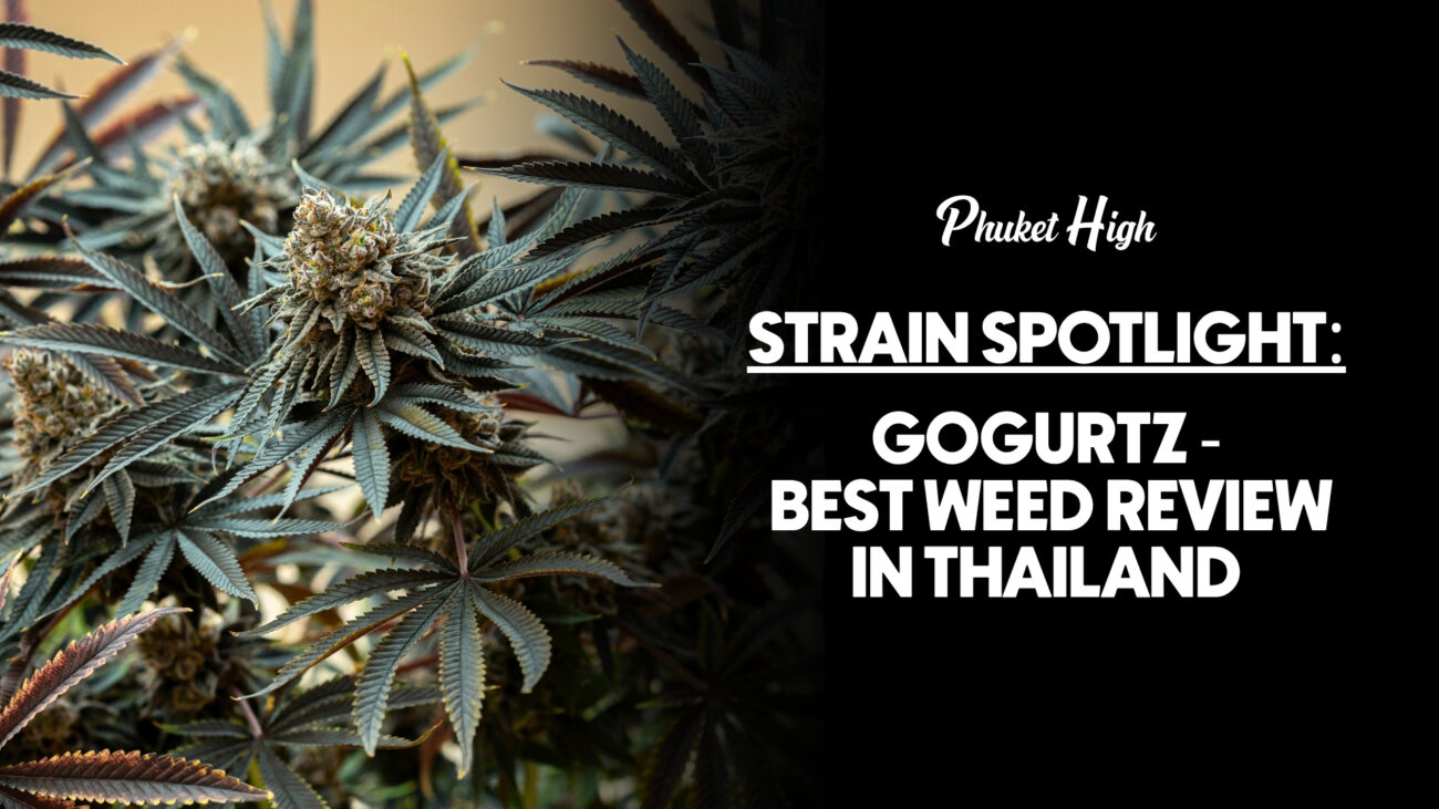 Gogurts Weed review in Thailand