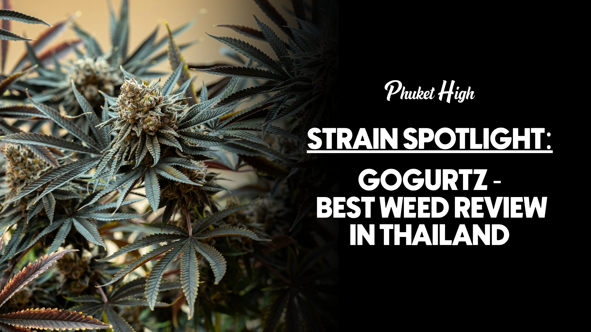 Gogurts Weed review in Thailand