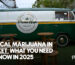 Medical Marijuana in Phuket - New Cannabis law in thailand