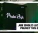 Are Edibles Legal in Phuket This 2026? 
