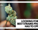 Close-up of premium cannabis buds alongside the text "Looking for the best strains Phuket has to offer?" by Phuket High dispensary.