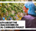 The Truth About the 2026 Crackdown on Medical Cannabis Phuket