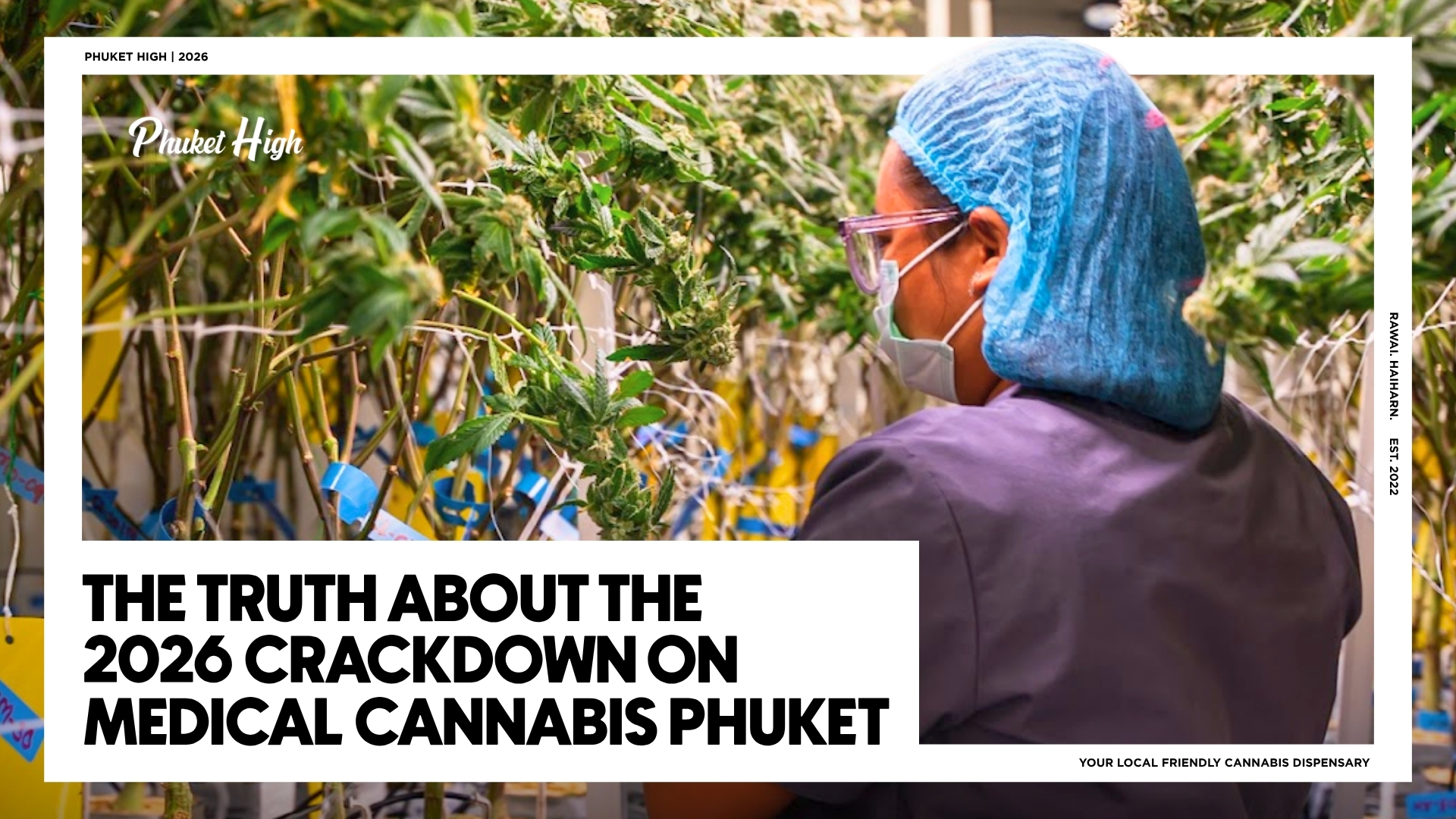 The Truth About the 2026 Crackdown on Medical Cannabis Phuket