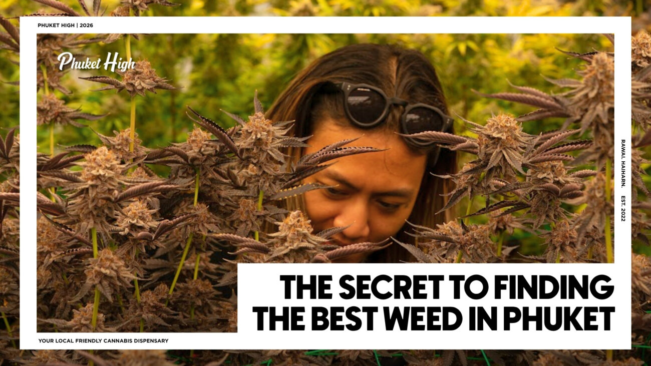A person with sunglasses resting on their head closely inspecting frosty, purple-hued cannabis plants in a lush indoor grow room. The image serves as a promotional graphic for Phuket High, featuring the bold text overlay: "The Secret to Finding the Best Weed in Phuket."