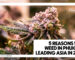 Close-up of a frosty purple cannabis bud beside the blog title "5 Reasons Why Weed in Phuket Is Leading Asia in 2026."