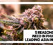 Close-up of a frosty purple cannabis bud beside the blog title "5 Reasons Why Weed in Phuket Is Leading Asia in 2026."