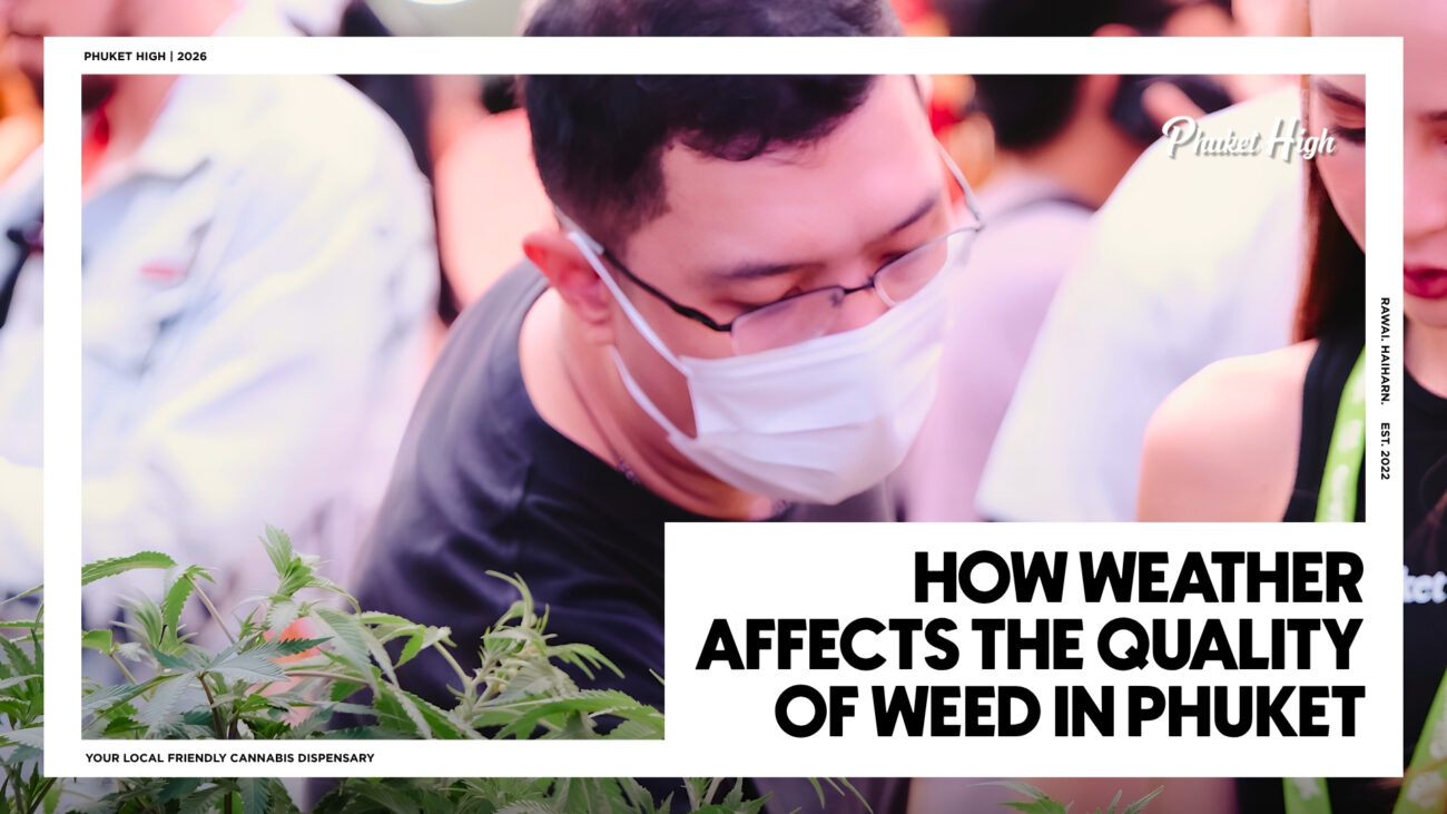 HOW WEATHER AFFECTS THE QUALITY OF WEED IN PHUKET - A man wearing glasses and a white face mask closely inspecting green cannabis plants in a crowded, brightly lit setting.