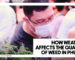 HOW WEATHER AFFECTS THE QUALITY OF WEED IN PHUKET - A man wearing glasses and a white face mask closely inspecting green cannabis plants in a crowded, brightly lit setting.