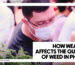 HOW WEATHER AFFECTS THE QUALITY OF WEED IN PHUKET - A man wearing glasses and a white face mask closely inspecting green cannabis plants in a crowded, brightly lit setting.
