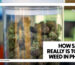 HOW SAFE IT REALLY IS TO BUY WEED IN PHUKET - A close-up of a clear glass jar filled with dense green and purple cannabis buds.